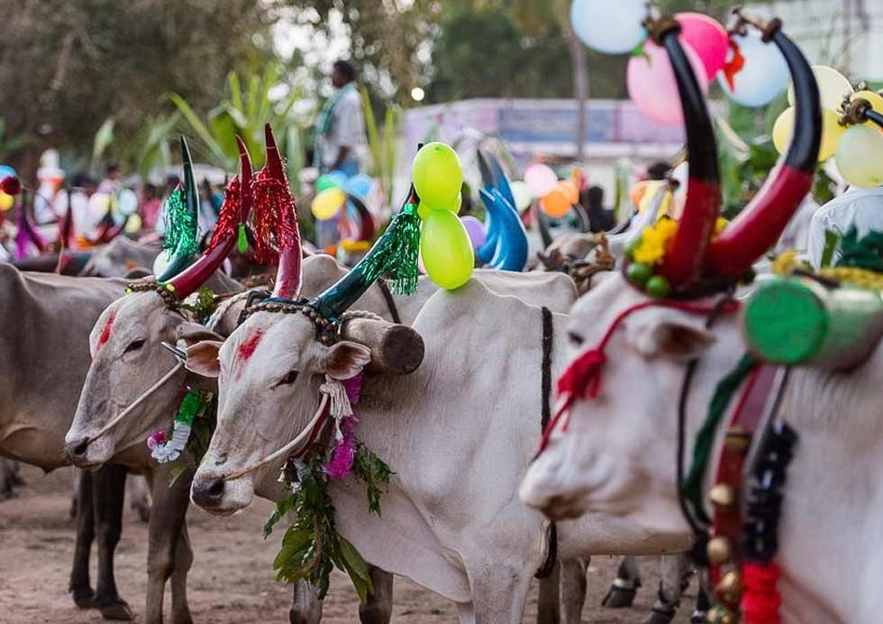 Mattu Pongal